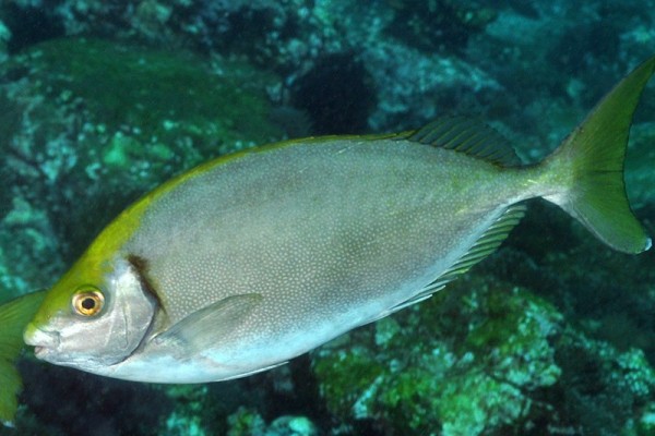 Doctor fish